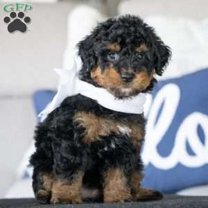 Winnie, Golden Mountain Doodle Puppy